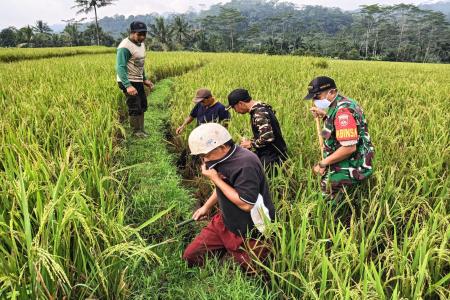  GROPYOK TIKUS MASSAL DI WONOKERTO