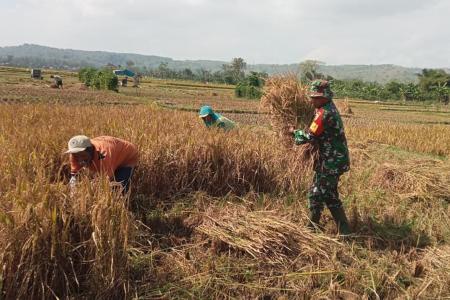 Babinsa Margomulyo Dampingi Panen Padi Wujud Nyata Kepedulian TNI terh